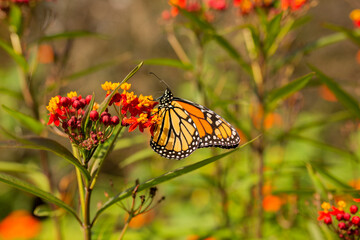 black and orange butterfly on the red flower