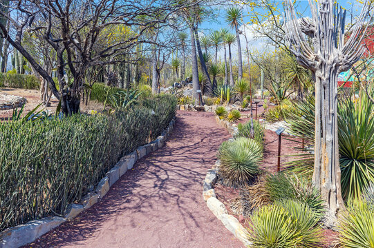 Walking path in the Tehuacan Cuicatlan Biosphere Reserve with different types of endemic mexican cactus and trees, Oaxaca, Mexico.
