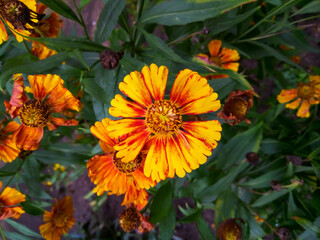 Orange blooming cosmea in the garden on an autumn day