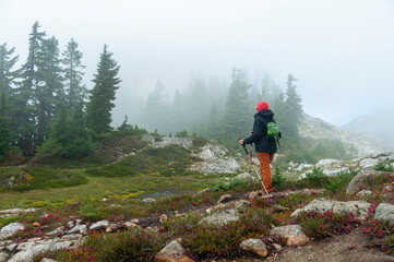 Obraz premium Female Senior Hiker on Trail With Walking Poles. A woman hiking the Table Mountain trail in the Mt. Baker-Snoqualmie National Forest, Washington state. 
