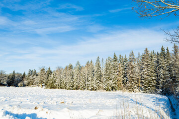 Beautiful winter view of snow-covered fir trees at edge of forest. Sweden.