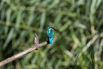 Common Kingfisher Alcedo atthis hunting by the river, beautiful colorful bird sitting on the branch and hunting fish, catching fish