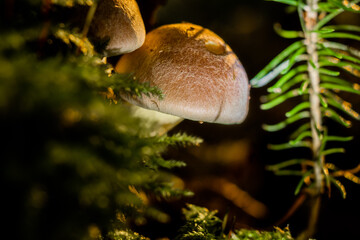 mushroom in wild forest