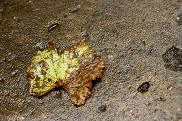 Autumn wet leaf on wet road.