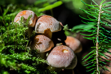 mushroom in wild forest