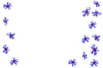 Wild flower cornflower. Beautiful wildflowers.