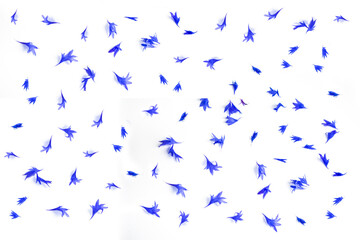 petals. Wild flower cornflower. Beautiful wildflowers.
