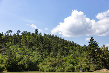 forest and sky