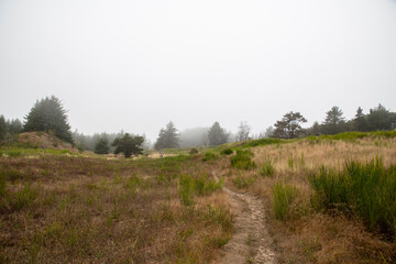 Misty Morning Path Grass Plains