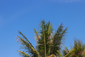 Coconut leaves against clear blue sky in the morning