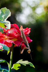 Brown mantis on rose flower