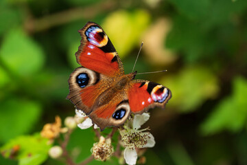 Close up of a colorful European peacock (Aglais io) butterfly on a blackberry blossom. Recognizable by its distinctive eye spots, it can be found in woods, fields, meadows, pastures and gardens.
