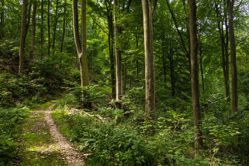 Single trail footpath in a beautiful green beech tree forest on the Kanzelweg hiking trail near...