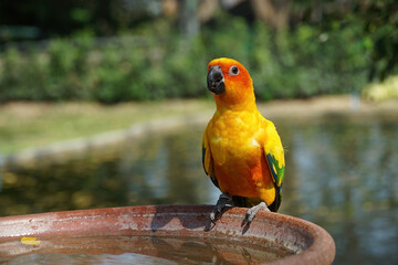 portrait of yellow love birth parrot standing on the edge of clay basin in green garden with pond water
