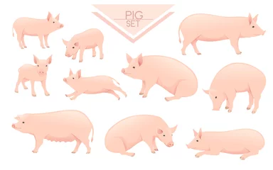 Fotobehang Set of cute adult pig farm animal cartoon animal design vector illustration isolated on white background © An-Maler