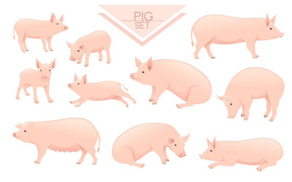 Set of cute adult pig farm animal cartoon animal design vector illustration isolated on white background