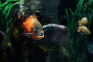 Astronotus. Astronotus ocellatus. Close-up photos, selective focus.