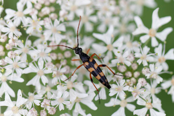 Longhorn Beetle Strangalia attenuata on white blossom
