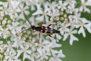Longhorn Beetle Strangalia attenuata on white blossom