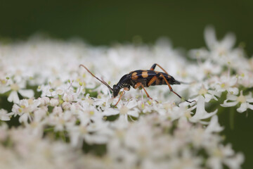 Longhorn Beetle Strangalia attenuata on white blossom