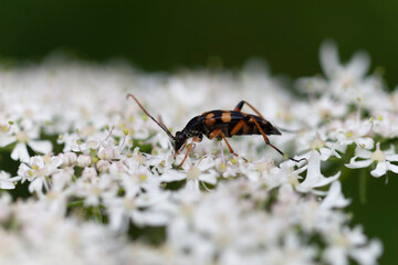 Longhorn Beetle Strangalia attenuata on white blossom