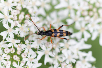 Longhorn Beetle Strangalia attenuata on white blossom