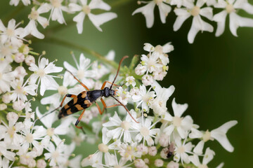 Longhorn Beetle Strangalia attenuata on white blossom