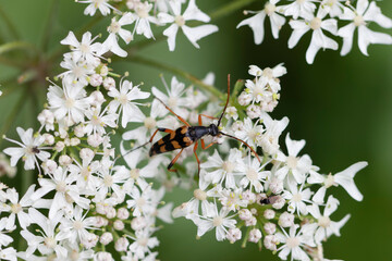 Longhorn Beetle Strangalia attenuata on white blossom
