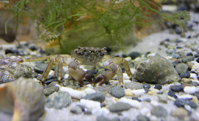 A young marble crab. Pachygrapsus marmoratus. Close-up photos, selective focus.