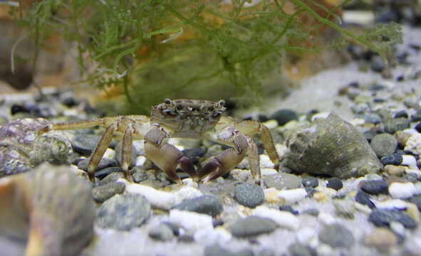 A young marble crab. Pachygrapsus marmoratus. Close-up photos, selective focus.