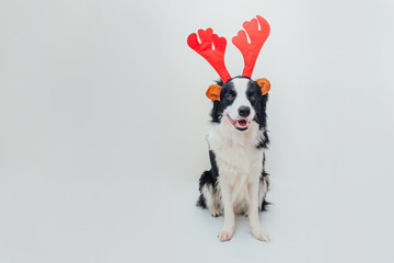 Funny portrait of cute smiling puppy dog border collie wearing Christmas costume red deer horns hat isolated on white background. Preparation for holiday. Happy Merry Christmas concept.