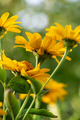 beautiful yellow daisies bloom in nature. High quality photo