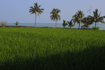 Naklejka na ściany i meble Rice fields with clear blue sky and coconut tree in the morning near the Loji beach Sukabumi, Indonesia.