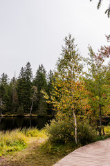 étang de la gruère, la gruère, See, Moorsee, Moor, Holzsteg, Hochmoor, Wanderweg, Spazierweg, Wald, Waldweg, Wasserpflanzen, Torfmoos, Jura, Naturschutz, Sommer, Herbst, Herbstfarben, Schweiz
