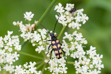 Longhorn Beetle Leptura quadrifasciata on blossom
