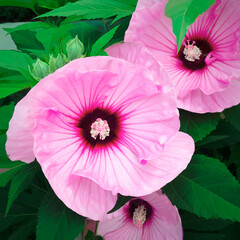 Pink hibiscus flowers with leaves and buds. - 459979586