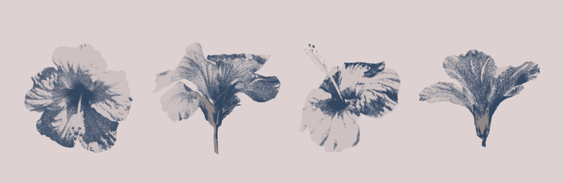 set of hibiscus isolated vector in monochrome colors ang grainy graphic effect