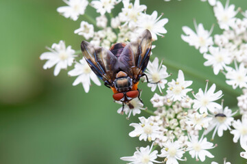 Tachinidae Fly Phasia hemiptera on white blossom