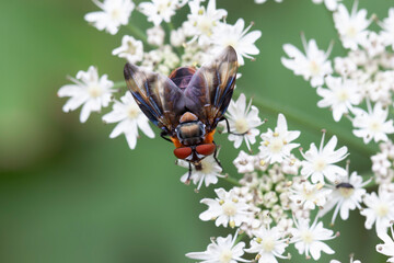 Tachinidae Fly Phasia hemiptera on white blossom