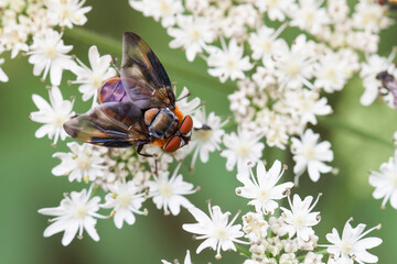 Tachinidae Fly Phasia hemiptera on white blossom