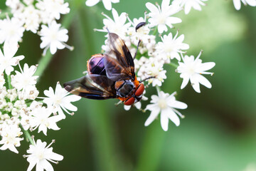 Tachinidae Fly Phasia hemiptera on white blossom