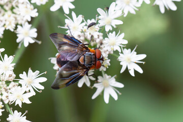 Tachinidae Fly Phasia hemiptera on white blossom
