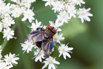 Tachinidae Fly Phasia hemiptera on white blossom