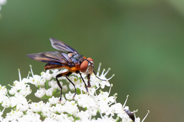 Tachinidae Fly Phasia hemiptera on white blossom