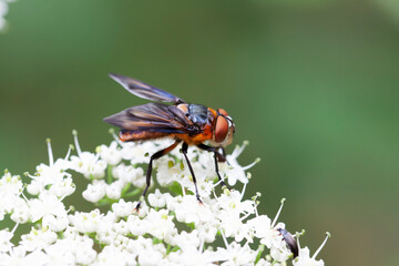 Tachinidae Fly Phasia hemiptera on white blossom