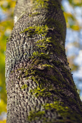 Bark tree in autumn forest