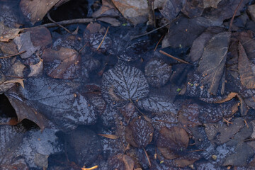 Autumn leaves are frozen in a puddle