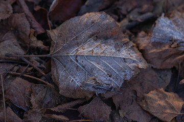 Frost covered autumn leaves