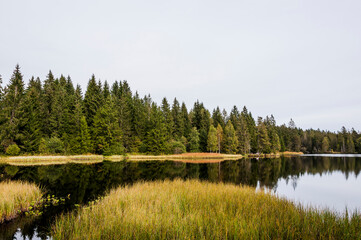 étang de la gruère, la gruère, See, Moorsee, Moor, Weiher, Hochmoor, Wanderweg, Spazierweg, Wald, Waldweg, Wasserpflanzen, Torfmoos, Jura, Naturschutz, Sommer, Herbst, Herbstfarben, Schweiz