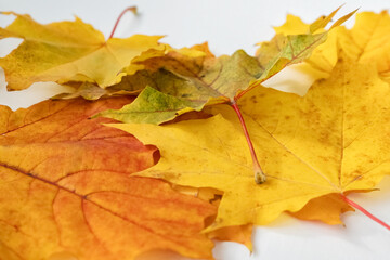 Colorful autumn maple leaves preparing for making autumnal roses. How to make an autumn bouquet of roses from colorful maple leaves. DIY concept. Step 1 of 12 step-by-step photo instruction